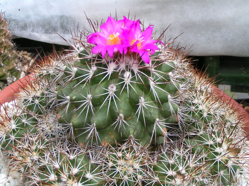 Gymnocactus horripilus